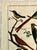 18th-Century Pair of French Hand-Colored Copperplate Engravings of Exotic Birds, by François-Nicolas Martinet For Sale - Image 11 of 18