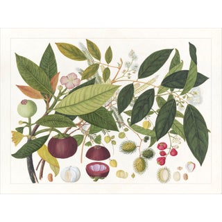 Golden Tropic Botanicals Plate #2, Giclée Print For Sale