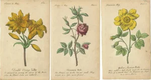 Yellow Austrian Rose and Cinnamon Rose and Orange Lilly, 1747, Paper, Set of 3