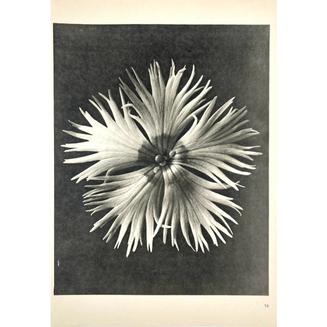 1940s 1940s Botanical Blossfeldt Print - No. 14 For Sale - Image 5 of 5