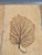 1970s French Riviera Herbarium Coffee Table by Roger Capron, 1970 For Sale - Image 5 of 18