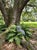 Vintage Cast Iron Horned Owl Garden Sculpture For Sale - Image 11 of 11