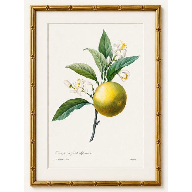 Paper Orange by Redouté, Vintage Botanical Art Print, 36" X 48" For Sale - Image 7 of 10