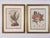 Vintage French botanical style prints reproduction of Maxillaria Eburnea orchids and East Asia Rosa Rugosa flowers. The...