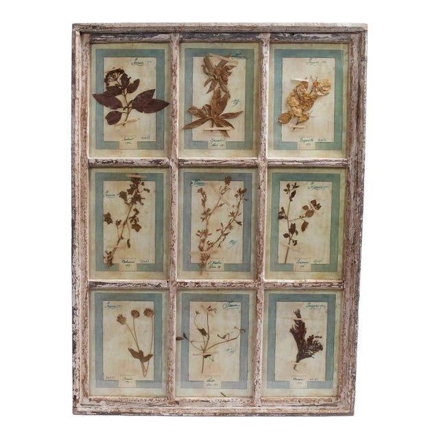 Antique Italian Botanical Collection in a Window Frame For Sale