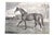 "The Harness Horse" 1898 Gilbey, Sir Walter Bart. For Sale In New York - Image 6 of 6