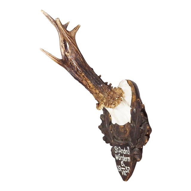 Great Deer Trophy Mount on Wooden Carved Plaque 1937 For Sale