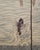 Asian Showa Four Panel Screen Jumping Koi at the Dragon Gate For Sale - Image 15 of 18