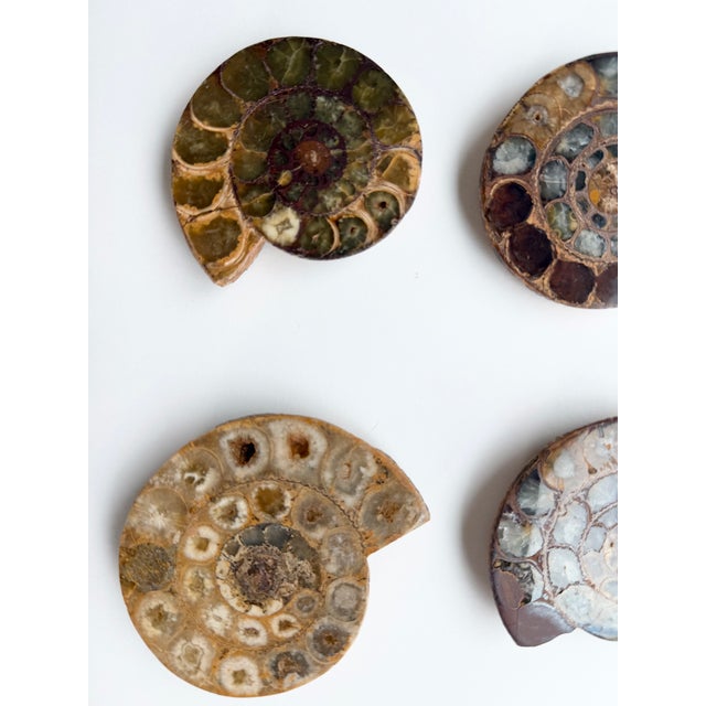 Stone Set of Six Split and Polished Ammonite Fossils For Sale - Image 7 of 12