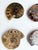 Stone Set of Six Split and Polished Ammonite Fossils For Sale - Image 7 of 12