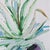 Agapi Wieruszewska, Crete: Aloe Vera: Motives from Greece, Watercolour on Paper, 2024 For Sale - Image 4 of 5