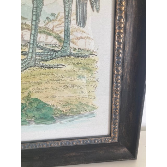 Audubon 3 Bird Print Framed For Sale - Image 11 of 15
