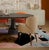 Louis I Dining Chair from Ottiu For Sale - Image 9 of 13