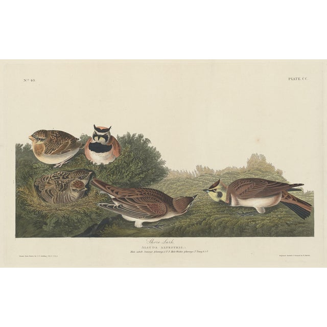 Vintage Reproductions 1966 John James Audubon Bird Prints Featuring Owls - Collection of 4 For Sale - Image 9 of 9