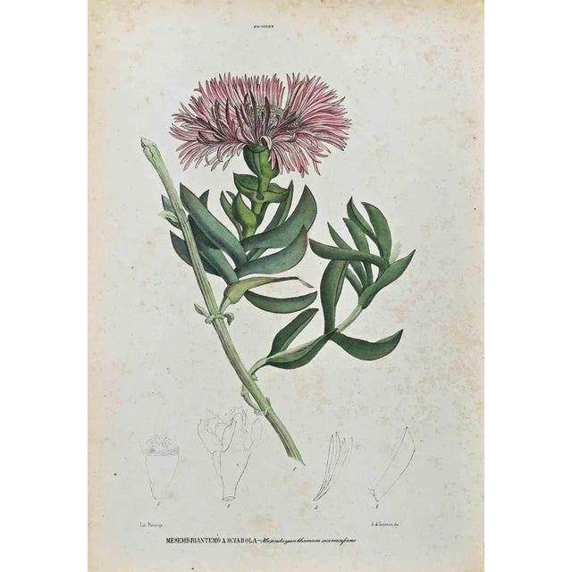 Lithograph hand watercolored. Plate from "Atlante di Botanica popolare ossia Illustrazione di Piante Notevoli di ogni...