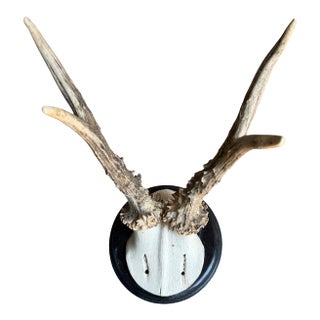 Roe Deer Trophy 206 Black Forest Antlers For Sale