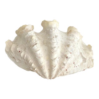 Natural Ruffled Clam Shell For Sale