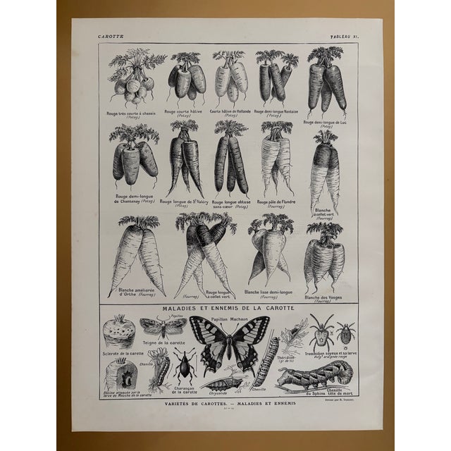1920s R. Dumont, Carrots, 1920s, Lithograph, Framed For Sale - Image 5 of 5