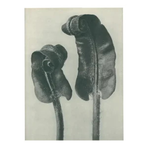 1928 Scolopendrium Vulgare, Original Period Photogravure N36 by Karl Blossfeldt