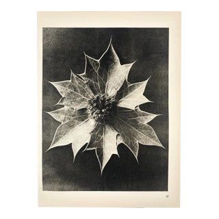 1940s Botanical Blossfeldt Print - No. 57 For Sale