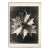 1940s Botanical Blossfeldt Print - No. 57 For Sale