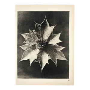 1940s Botanical Blossfeldt Print - No. 57