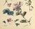 Art Nouveau 1880s Large Rare French Antique Hand-Colored Botancial Chromolithogrpah by Henri Lambert--Deutzia, Geranium For Sale - Image 3 of 3