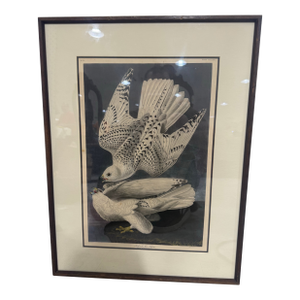 Late 19th Century John James Audubon Robert Havell Iceland or Ier Falcon 1836 Framed Print Reproduction
