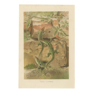 P.J. Smit, Wall Lizards, 1895, Color Lithograph For Sale