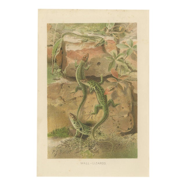 P.J. Smit, Wall Lizards, 1895, Color Lithograph For Sale