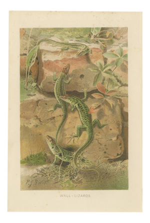P.J. Smit, Wall Lizards, 1895, Color Lithograph