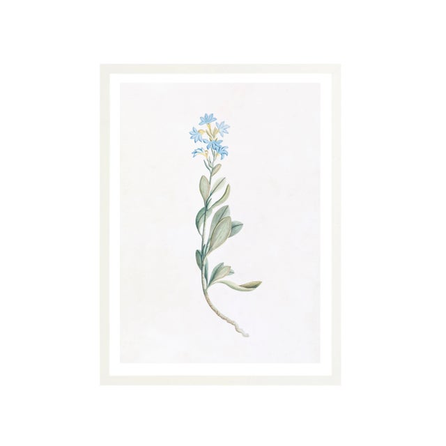 Illustration Celerie Kemble Curated Australian Botanical V (36x48) in White Frame For Sale - Image 3 of 4