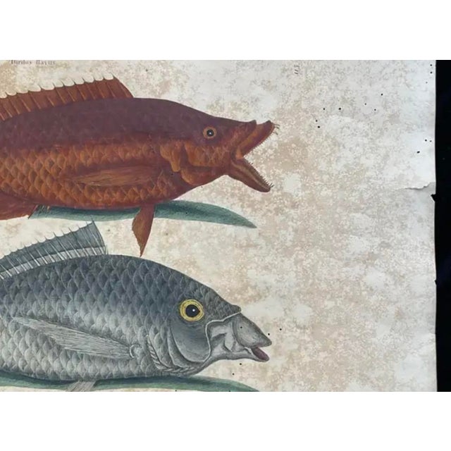 Mark Catesby Engraving, "The Hogfish and the Shad" For Sale In Tampa - Image 6 of 9