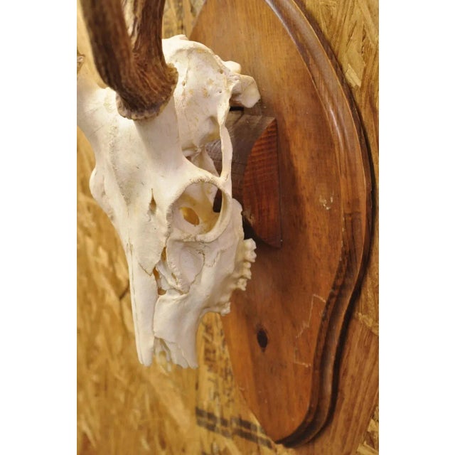 Vintage Taxidermy Red Deer Axis Elk Skull & Antler Mount on Wall Plaque ...