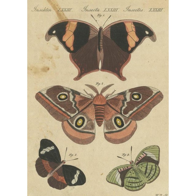 Bertuch, Exotic Butterflies and Saturniid Moth, 1815, Print For Sale - Image 12 of 12