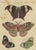 Bertuch, Exotic Butterflies and Saturniid Moth, 1815, Print For Sale - Image 12 of 12