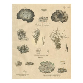 Dye and Chemical Species, 1800s, Paper For Sale