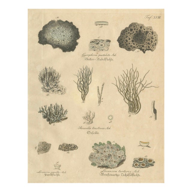 Dye and Chemical Species, 1800s, Paper For Sale