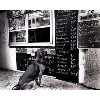 The Dresden Dog by Fernando Natalici For Sale
