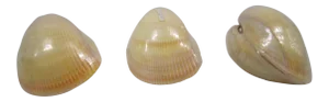 Specimen Cockle Clam Shells, S/3