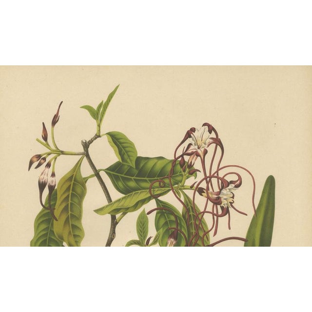 Berthe Hoola van Nooten, Poison Arrow Vine, 1880, Chromolithograph For Sale - Image 4 of 9