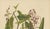 Berthe Hoola van Nooten, Poison Arrow Vine, 1880, Chromolithograph For Sale - Image 4 of 9