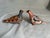 Pair of vintage Mexican Tonala folk art hand painted clay bird pidgeons with orange eyes. Larger pidgeon measures...