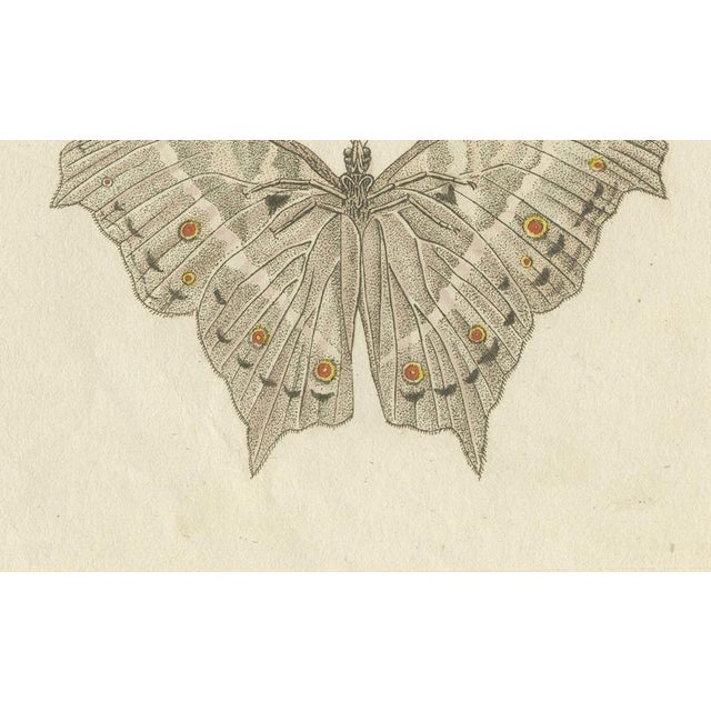 19th Century Bertuch, Exotic Butterfly with Wing Details, 1812, Print For Sale - Image 5 of 12