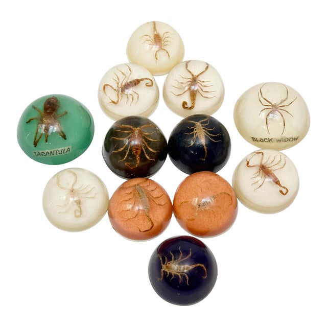 Vintage Real Scorpion, Black Widow & Tarantula Resin Dome Specimens – Set of 12 Curiosities For Sale