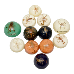 Vintage Real Scorpion, Black Widow & Tarantula Resin Dome Specimens – Set of 12 Curiosities