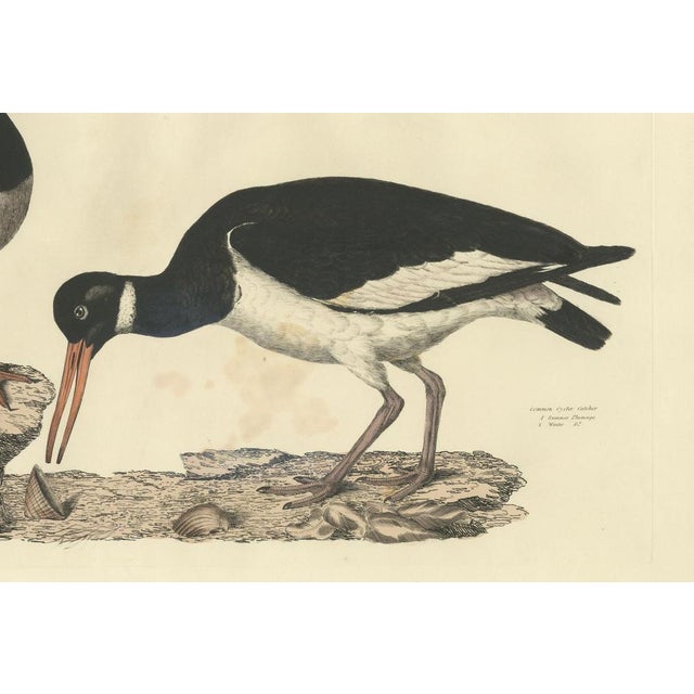 Selby, Seasonal Plumage of a Common Oystercatcher, 1826, Engraving For Sale - Image 4 of 6