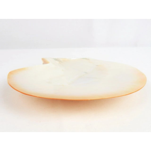 Natural Mother of Pearl Shell Plate For Sale In Orlando - Image 6 of 10