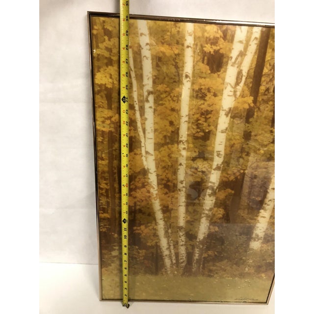 For your consideration is a framed & matted Vintage William Plante Signed Birch Tree Forest Scene Photograph The frame...