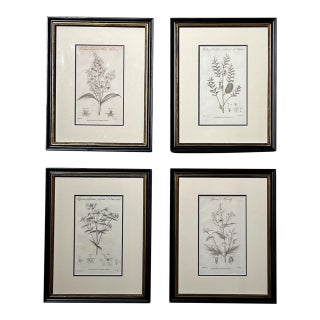 Antique Thorton Botanicals-Set of 4 Authentic 1812 Prints For Sale